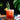 Tiki Cocktail Bundle